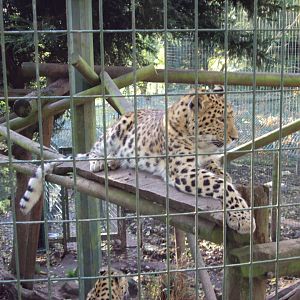 Amur Leopard 27/10/2019