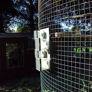 Owston's Civet  feeding enrichment 27/10/2019