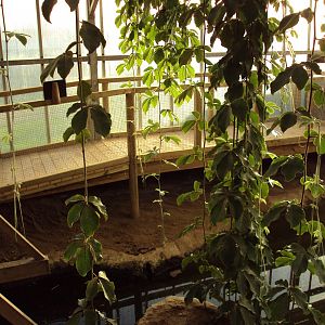 View of new viewing platform for Mugger 27/10/2019