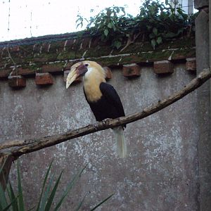 Blyth's Hornbill 27/10/2019