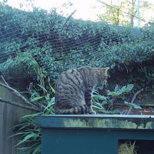European Wildcat 27/10/2019