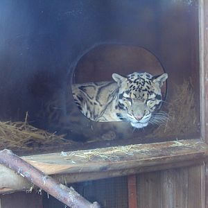 Clouded Leopard 27/10/2019