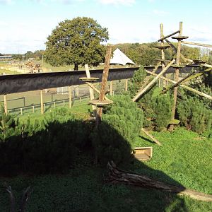 View of Amur Leopard enclosure 30/10/2019