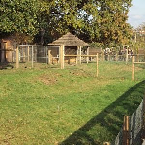 View of Okapi enclosure 30/10/2019