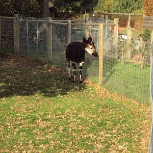 Okapi 30/10/2019