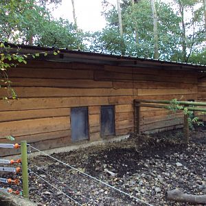 Visayan Warty Pig House 30/10/2019