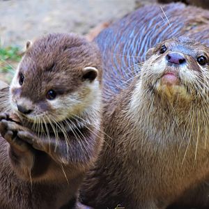 Cute small-clawed otters