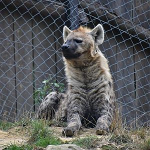 Spotted hyena matriarch