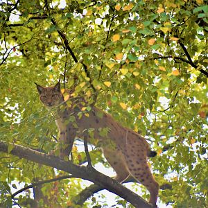 Lynx in a tree