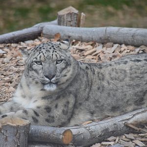 Snow leopard