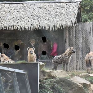 Hyena pack