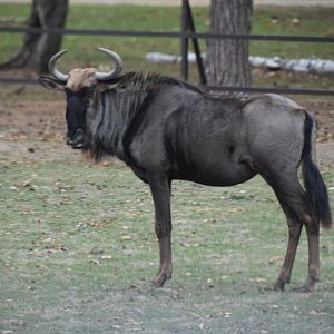 Blue wildebeest in the Safari drive through
