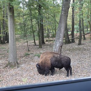 American bison exhibiti