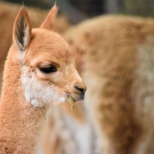 Young vicuna