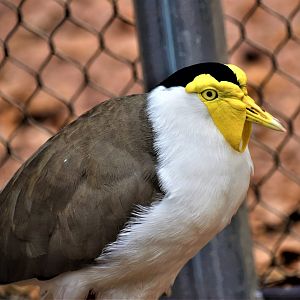 Masked lapwing