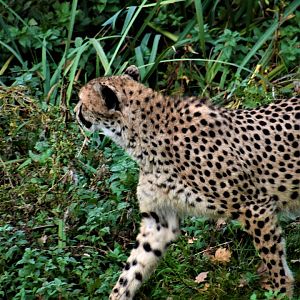 Cheetah in the grass