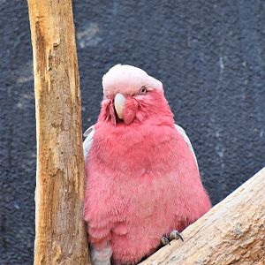 Galah