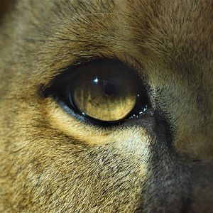 Lionness eye