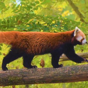 Red panda