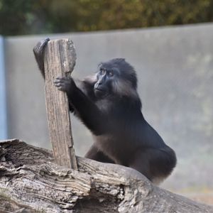 Tonkean macaque playing