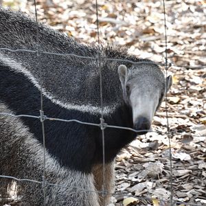 Giant anteater looking at me