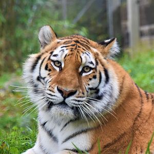 Siberian tigress