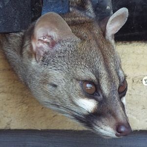 Pardine Genet Wild Discovery