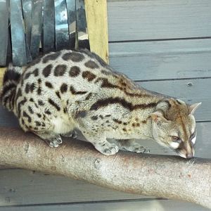 Pardine Genet Wild Discovery