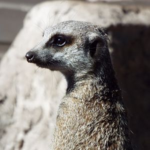 Meerkat Wild Discovery