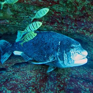 black musselcracker (Cymatoceps nasutus)