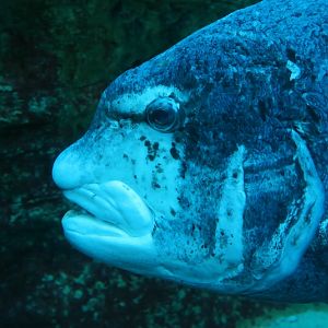 black musselcracker (Cymatoceps nasutus)