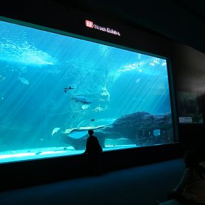 JJ Ocean Exhibit