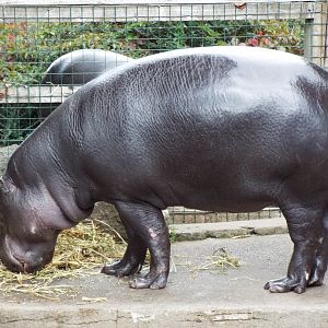 Pygmy Hippo Bristol Zoo