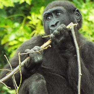 Western Lowland Gorilla Bristol Zoo