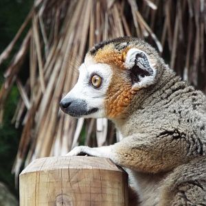 Crowned Lemur Bristol Zoo