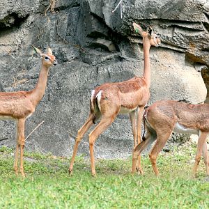 Gerenuk trio; Miami; February 2009