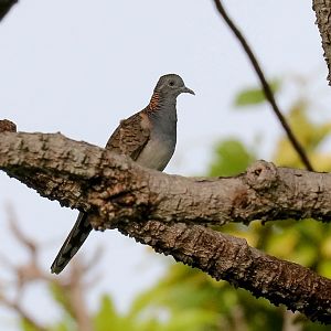 Bar-shouldered Dove