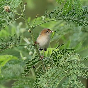 Golden-headed Cisticola