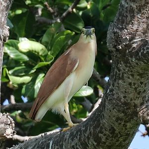 Nankeen Night Heron