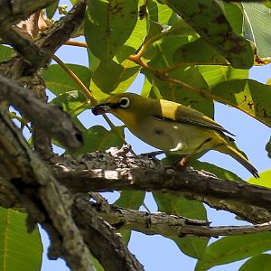 Ashy-bellied White-eye