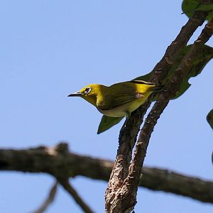 Ashy-bellied White-eye