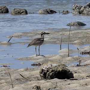 Beach Stone-curlew