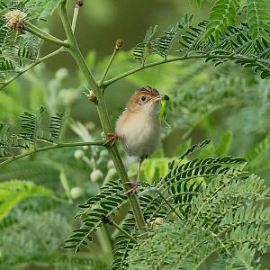 Golden-headed Cisticola