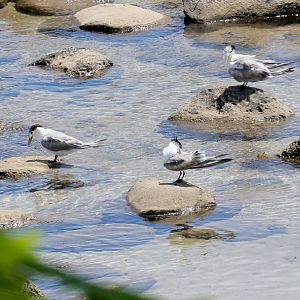 Crested Terns