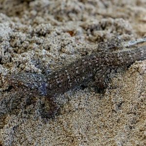 Gehyra spp. gecko