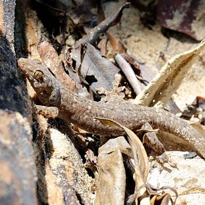 Gehyra spp. gecko