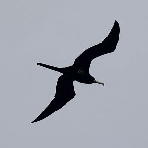 Great Frigatebird