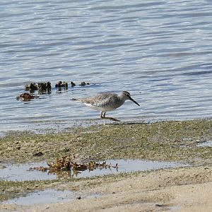 Grey-tailed Tattler