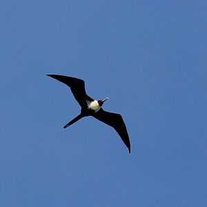 Lesser Frigatebird female