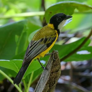 Mangrove Golden Whistler
